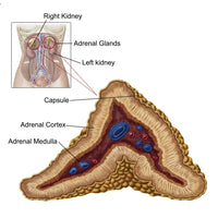 Anatomy of Adrenal Gland Transverse Section Fine Art Print