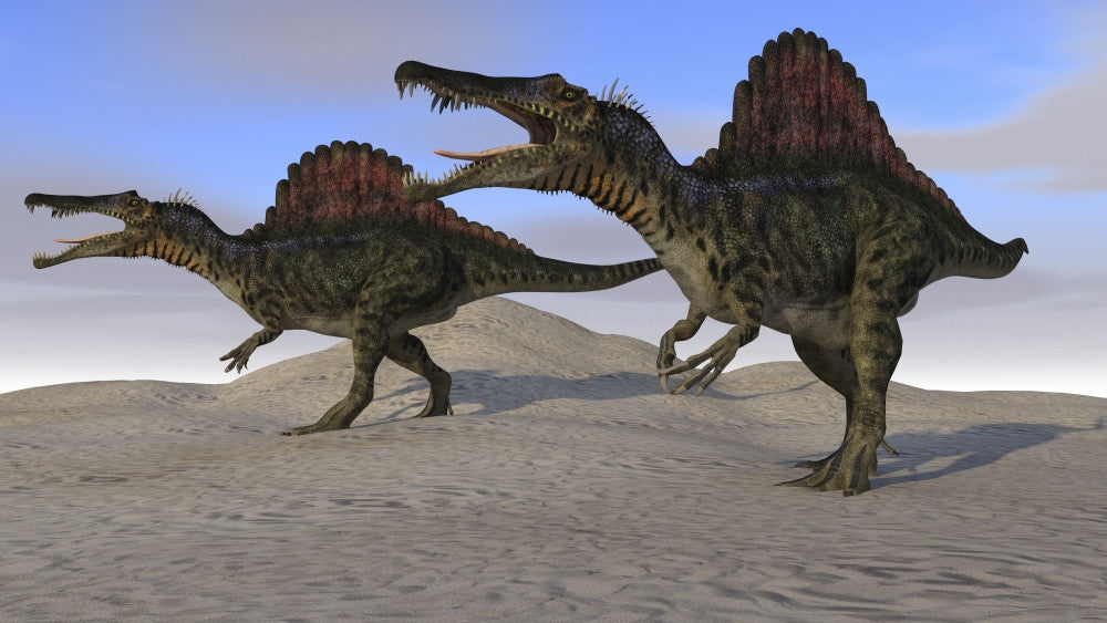 Two Spinosaurus Dinosaurs Hunting on Desert Terrain Fine Art Print