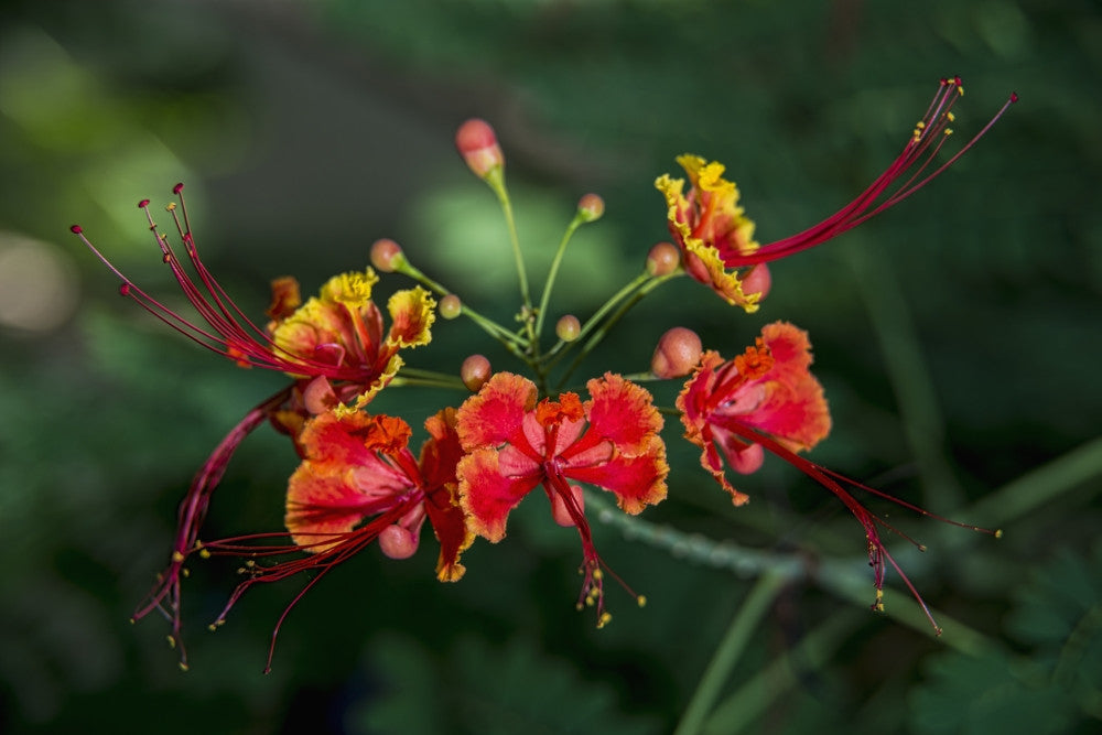 Pride of Barbados Fine Art Print - Caesalpinia pulcherrima from Antigua