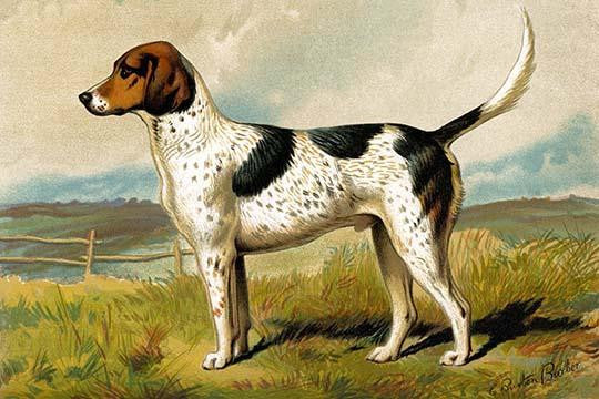 Foxhound Vintage Art Print by Vero Shaw - Fine Art Reproduction