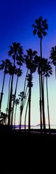 Palm Trees Silhouette at Sunrise, Santa Barbara, Fine Art Print