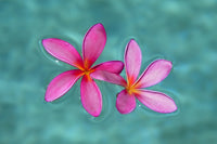 Close-Up of Pink Plumeria Flowers in Water Fine Art Print by Jenna Szerlag