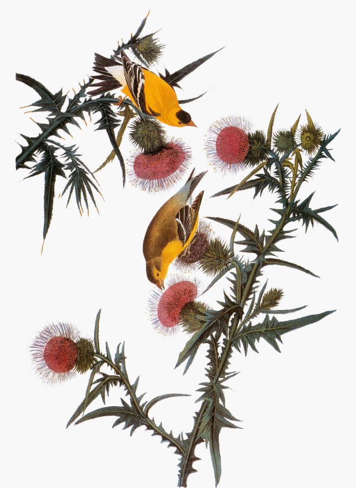 Audubon Goldfinch Fine Art Print from The Birds of America