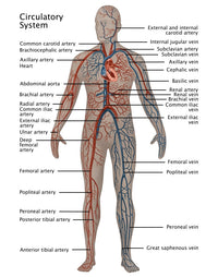 Male Circulatory System Fine Art Print by Gwen Shockey - Science Source