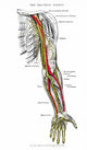 Nervous System: Arm - 19th Century Wood Engraving Poster Print by Granger Collection