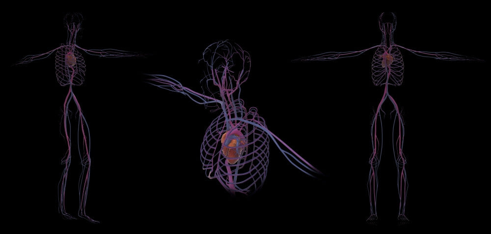 3D Rendering of Human Circulatory System Fine Art Print