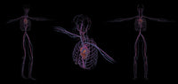 3D Rendering of Human Circulatory System Fine Art Print