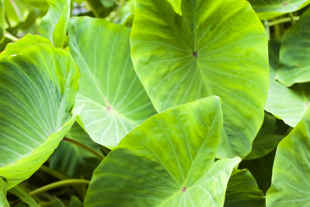 Taro Plant Close-Up Fine Art Print by Kicka Witte | Kauai, Hawaii