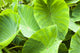 Taro Plant Close-Up Fine Art Print by Kicka Witte | Kauai, Hawaii