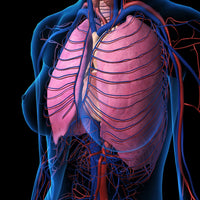 X-Ray Anatomy Poster of Female Chest, Heart, and Lungs by Hank Grebe
