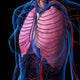 X-Ray Anatomy Poster of Female Chest, Heart, and Lungs by Hank Grebe
