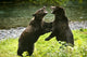 Two Grizzly Bears Fighting Fine Art Print - Multiple Sizes Available