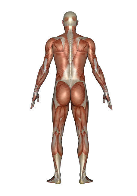 Anatomy of Male Muscular System - Back View Fine Art Print by Elena Duvernay