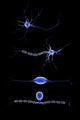 Conceptual Neuron Fine Art Print - Perfect for Home or Office