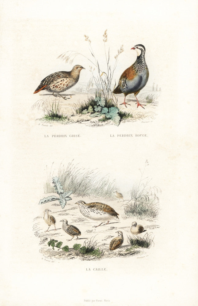 Grey Partridge, Red-Legged Partridge and Quail Fine Art Print by Florilegius