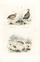 Grey Partridge, Red-Legged Partridge and Quail Fine Art Print by Florilegius