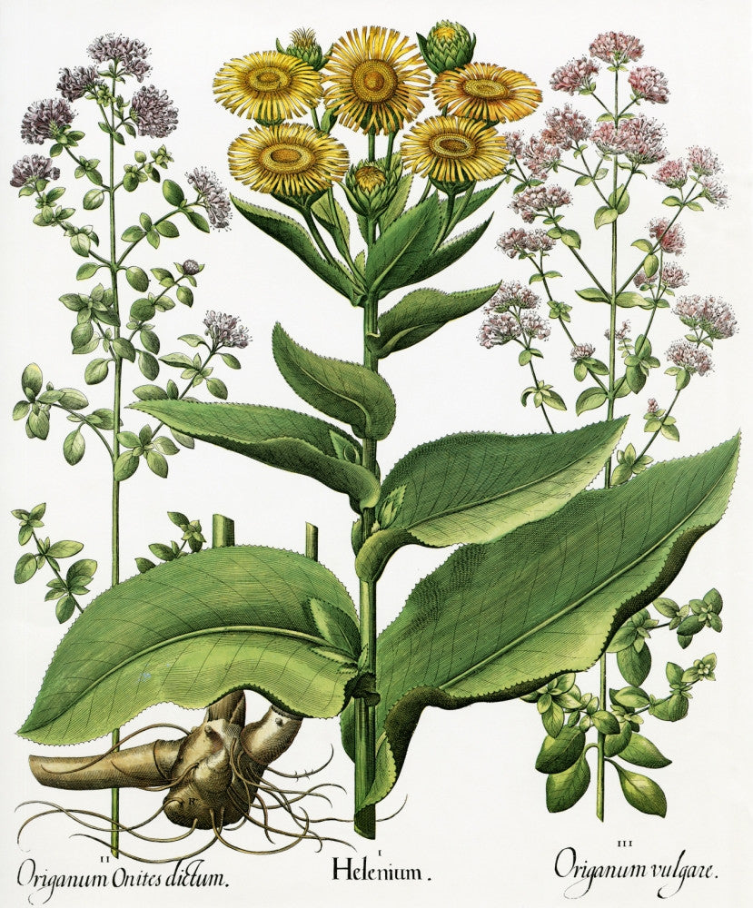 Hortus Eystettensis Fine Art Print - Botanical Engraving by Basilius Besler
