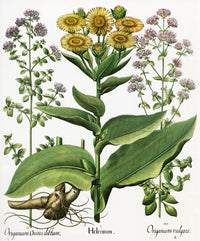 Hortus Eystettensis Fine Art Print - Botanical Engraving by Basilius Besler