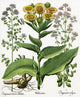 Hortus Eystettensis Fine Art Print - Botanical Engraving by Basilius Besler