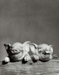 Portrait of Two Pigs Fine Art Print - Customizable Sizes