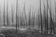 Dead Trees at Cistern Spring, Yellowstone National Park Poster Print by Debra Brash