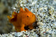 Tiny Orange Frogfish Fine Art Print by Bruce Shafer | Posterazzi