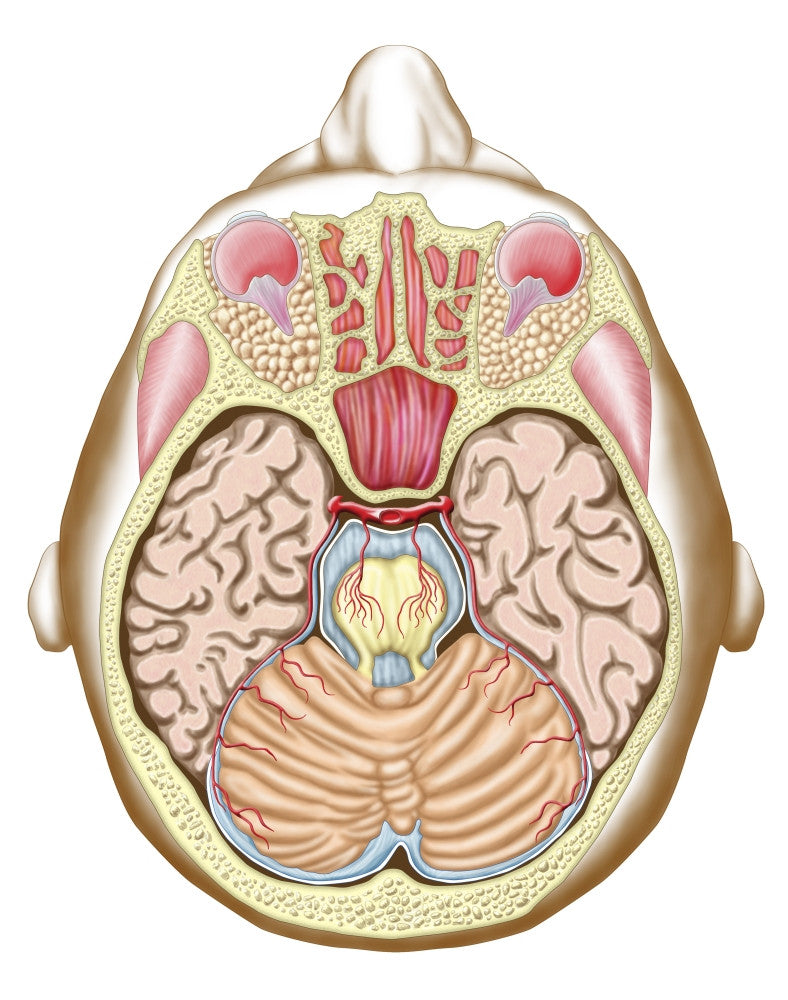 Transverse Section of the Midbrain Fine Art Print
