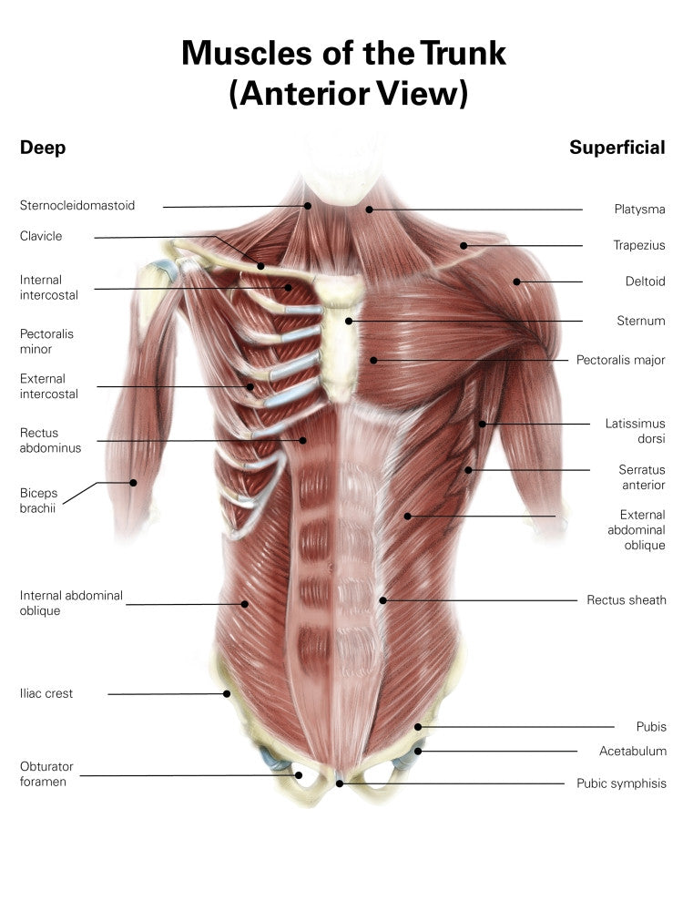 Digital Illustration of Human Torso Muscles - Poster Print by Alan Gesek