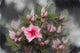 Weston Hybrid Azaleas 'Pink Clusters' Fine Art Print by F. M. Kearney