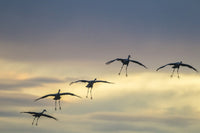Sandhill Cranes Landing at Sunset - Bosque Del Apache Print by Jaynes Gallery