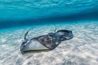 Southern Stingrays on the Sandbar Art Print by Jennifer Idol