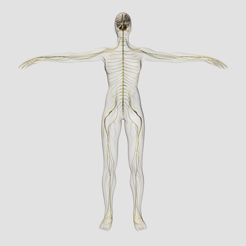 Human Nervous System and Brain Medical Illustration Poster Print