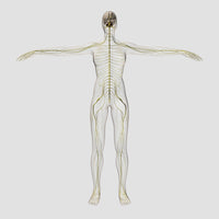 Human Nervous System and Brain Medical Illustration Poster Print