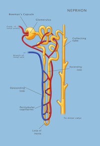 Nephron of the Kidney Illustration Fine Art Print by Monica Schroeder