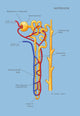 Nephron of the Kidney Illustration Fine Art Print by Monica Schroeder