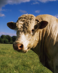 Charolais Bull Fine Art Print from Ireland by The Irish Image Collection
