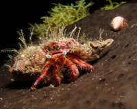Hermit Crab on Sponge in Gulf of Mexico Fine Art Print by Brent Barnes