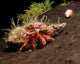 Hermit Crab on Sponge in Gulf of Mexico Fine Art Print by Brent Barnes