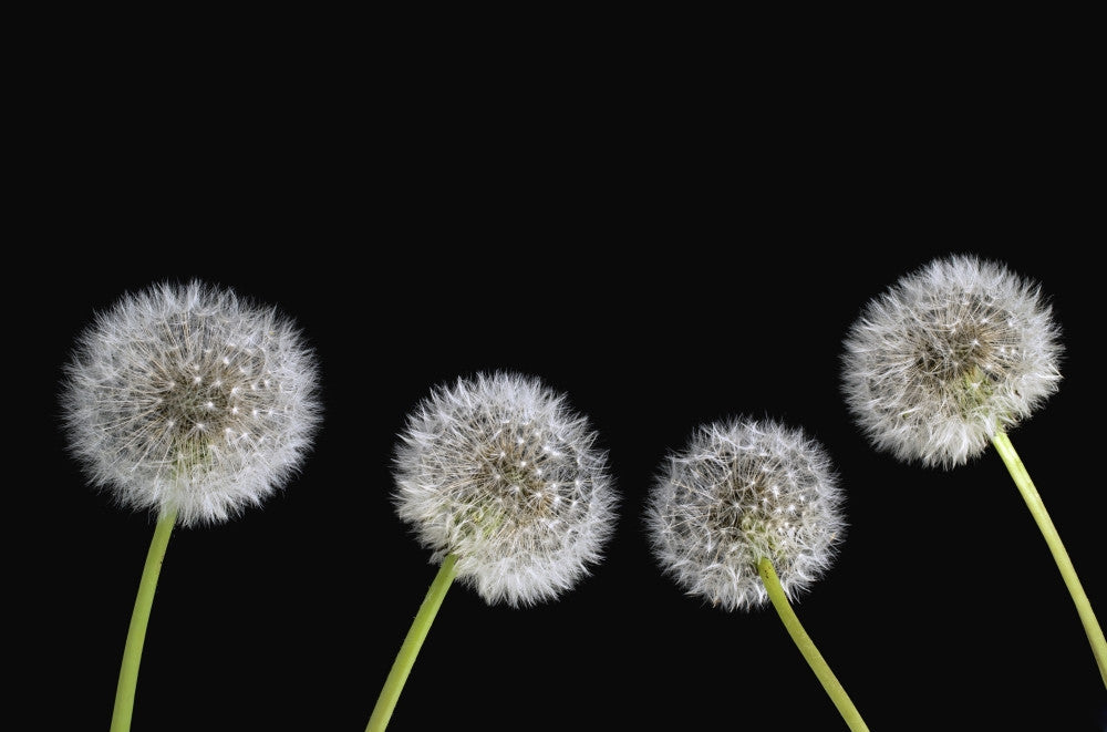 Dandelion Seeds Fine Art Print - Available in Multiple Sizes