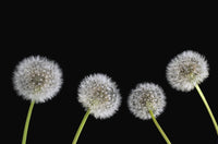 Dandelion Seeds Fine Art Print - Available in Multiple Sizes