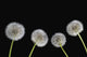 Dandelion Seeds Fine Art Print - Available in Multiple Sizes
