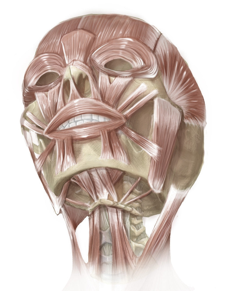 Anterior Neck and Facial Muscles Fine Art Print by Alan Gesek