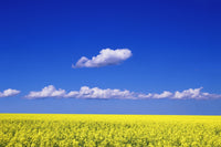 A Field of Canola Plants Fine Art Print - Item # VARDPI1776976