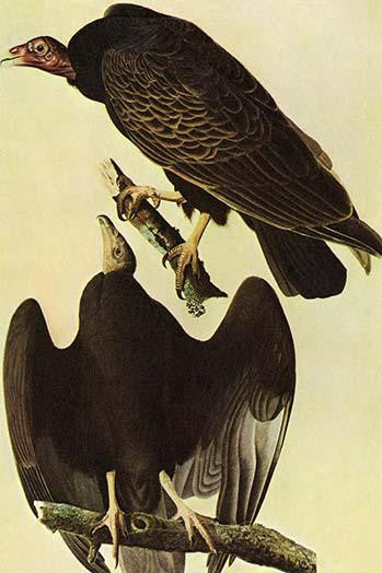 Turkey Vulture Fine Art Print by John James Audubon