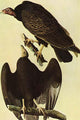 Turkey Vulture Fine Art Print by John James Audubon