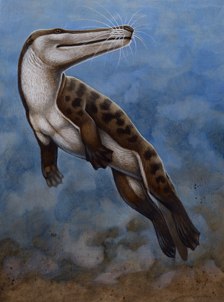 Ambulocetus Natans Fine Art Print - Early Cetacean Poster