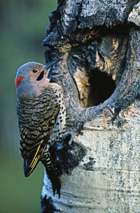 Northern Flicker Fine Art Print - Stunning Bird Artwork