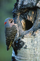 Northern Flicker Fine Art Print - Stunning Bird Artwork