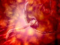 Male Reproductive Sperm Entering the Egg Fine Art Print