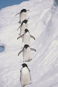 Adelie Penguins Walking on Iceberg Fine Art Print by Tom Soucek